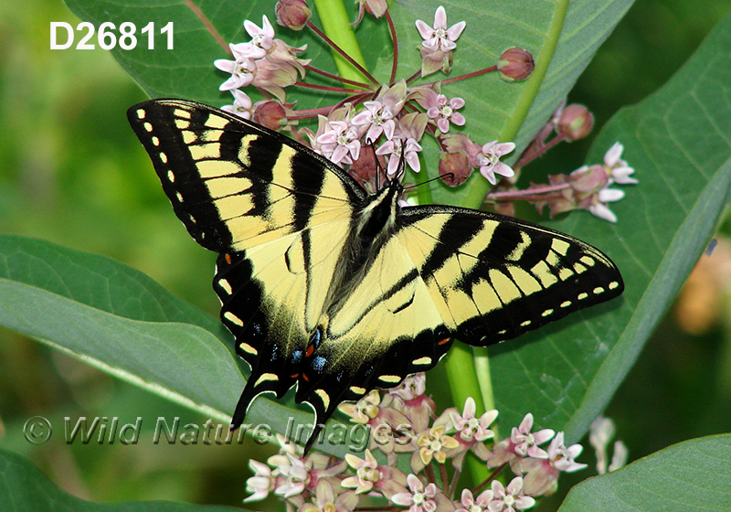Eastern Tiger Swallowtail (Papilio glaucus)